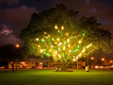 Neon light installation in a tree, picture taken at night